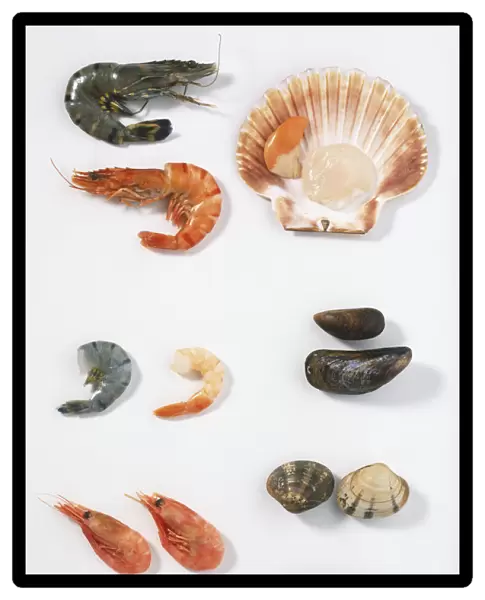 Shellfish, raw and cooked
