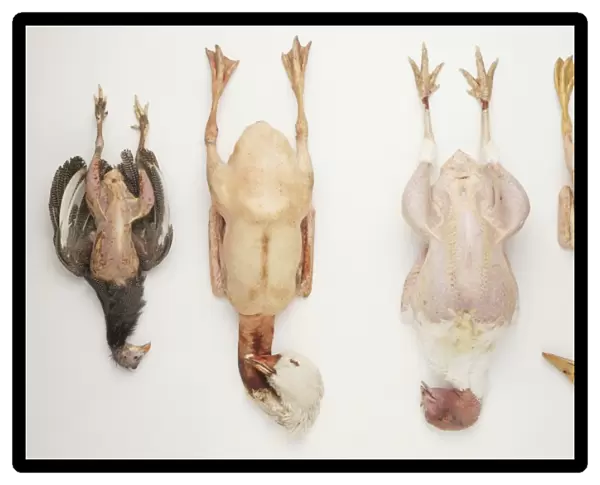 Partially plucked poultry, Duck, Turkey, Goose and Guinea Fowl, close up