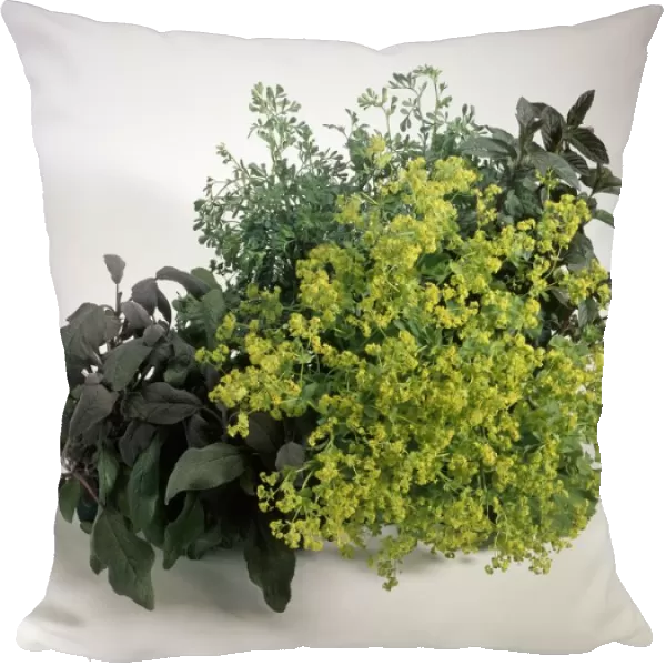 Herb window box containing purple sage, rue, yellow flowers from ladys mantle, and mint