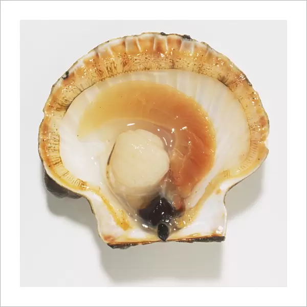 Open Scallop shell showing flesh