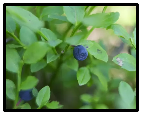 Lithuania, Aukstaitija National Park, blueberry on plant, close-up