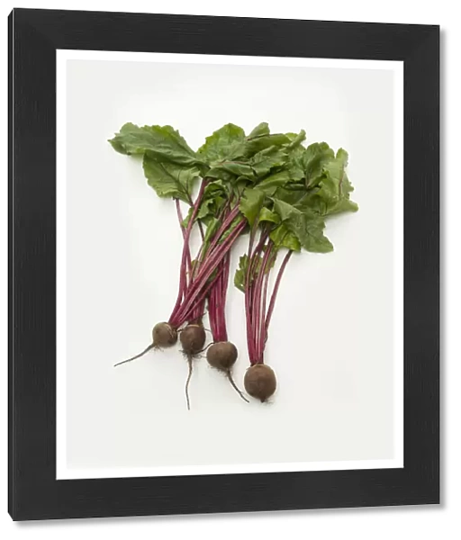 Fresh beetroot on purple stems with green leaves