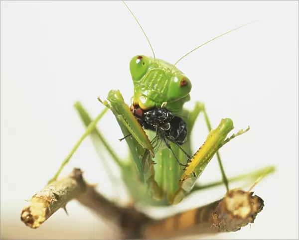 Front view of bright green mantis eating fly, strong mouth devouring prey, large eyes, long thing antennae in air, woody stem