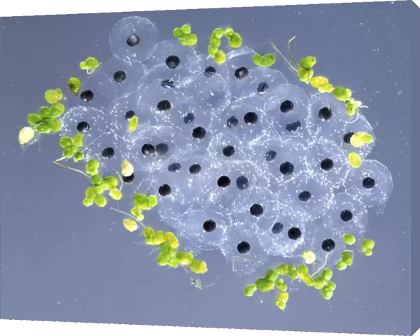 Close-up of frogspawn in water, small black eggs suspended in clear glutinous jelly, small green leaves surrounding