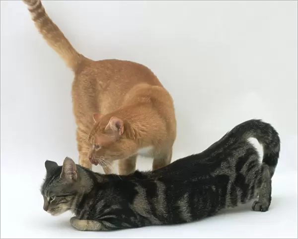 Female cat receptive for mating, in the mating position, as a ginger tom cat prepares to mount