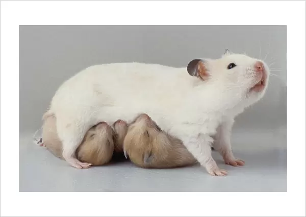 White hamster suckling two newborn hamsters