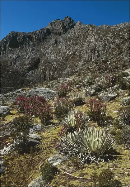 Venezuela, Merida, Andes, Sierra Nevada National Park, flora of paramo