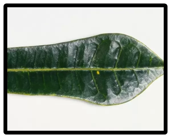 Two leaves. The thinner leaf is called a Croton, Codiaeum variegatum and the other Sea buckthorn, Hippophae rhamnoides