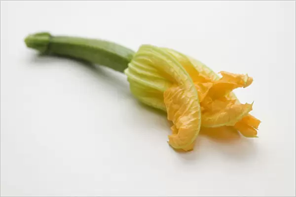 Courgette flower on white background