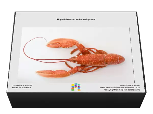 Single lobster on white background