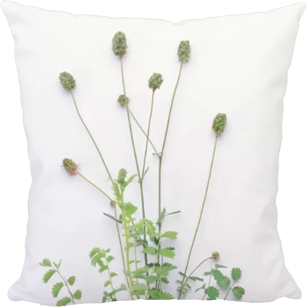 Sanguisorba minor (Salad burnet) in plant pot