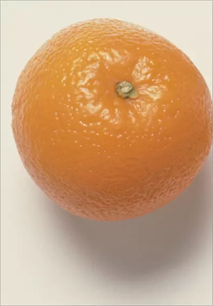 Citrus x jasinensis (Orange)