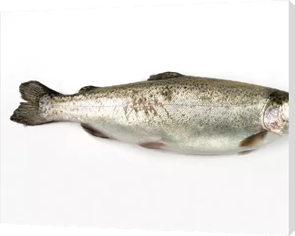 Rainbow trout, Oncorhynchus Mykiss