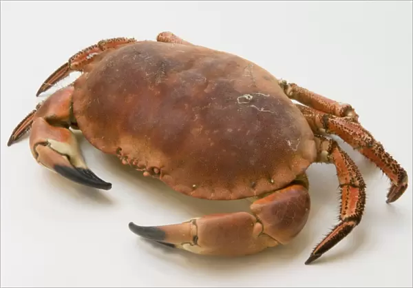 Edible crab on white background, close-up