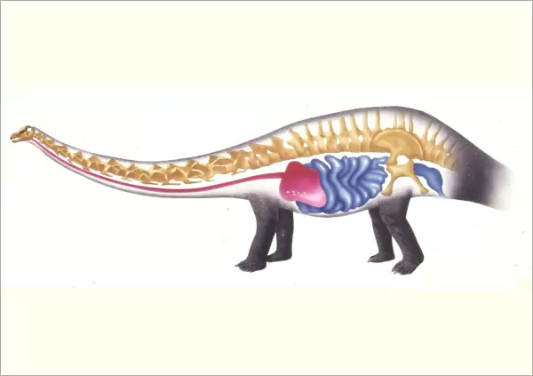 Illustration of Sauropod, skeleton and internal organs