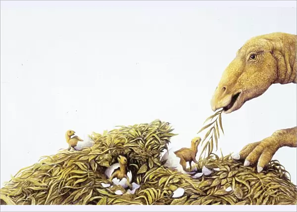 Illustration representing Maiasaura with young in nest