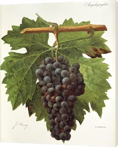 Tinta Roriz grape, illustration by J. Troncy