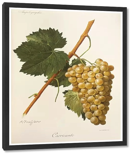 Carricante grape, illustration by A Kreyder