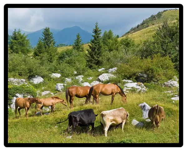 Italy. Lombardy. Val di Scalve. Orobie Mountain. Cows and Horses