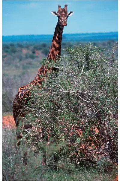 Africa. Kenya. Safari in the Tsavo Park. Giraffe