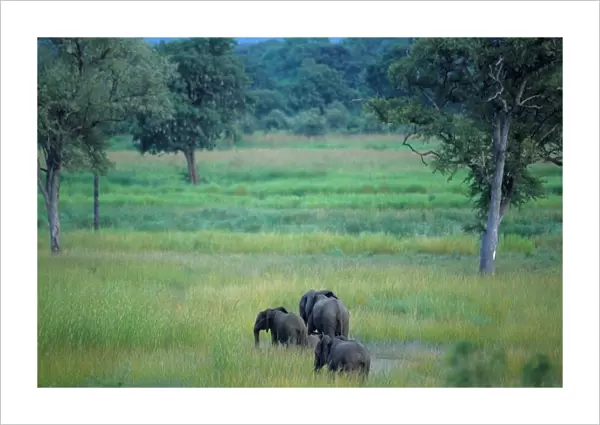 Elephants. Zambia