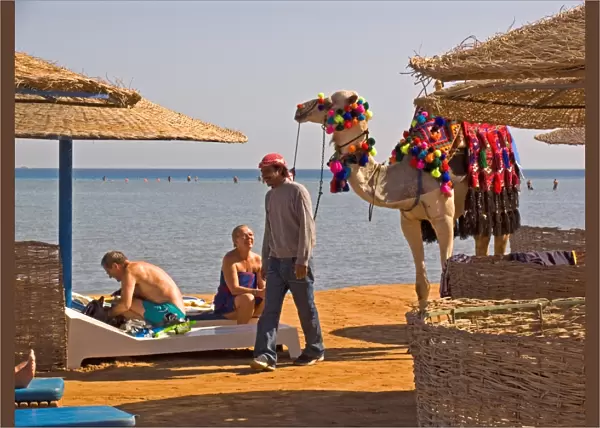 Africa. Egypt. El Gouna. Red Sea. Dromedary
