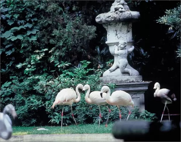 Flamingos. Villa invernizzi. Milan