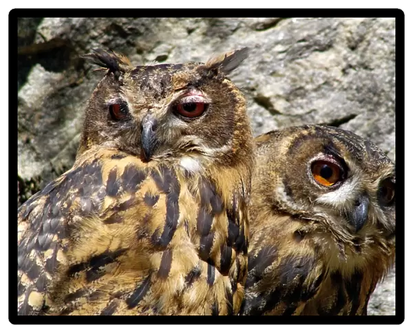 Eurasian Eagle Owl. Bubo Bubo. Europe. Germany. Bayerischer Wald National Park
