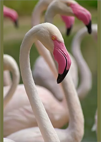 Flamingos. Phoenicopterus Ruber