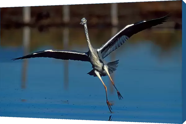 Grey Heron. Ardea Cinerea. Europe. Italy. Lazio. Circeo National Park