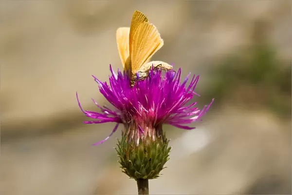 Italy. Lombardia. Val di Scalve. Orobie Mountain. Butterfly on flower