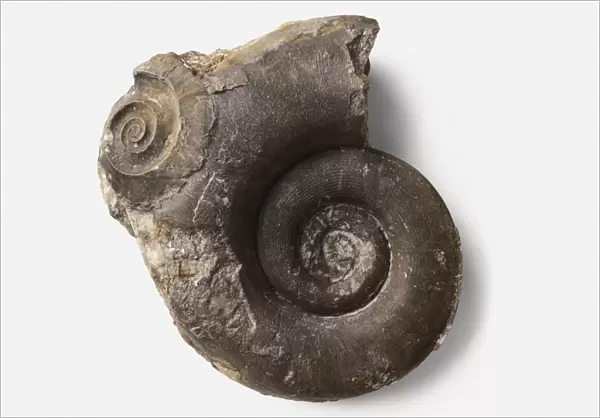 Discitoceras leveilleanum (Nautiloid) shell, Carboniferous era