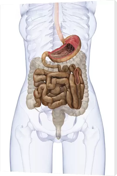 Human stomach and small intestine