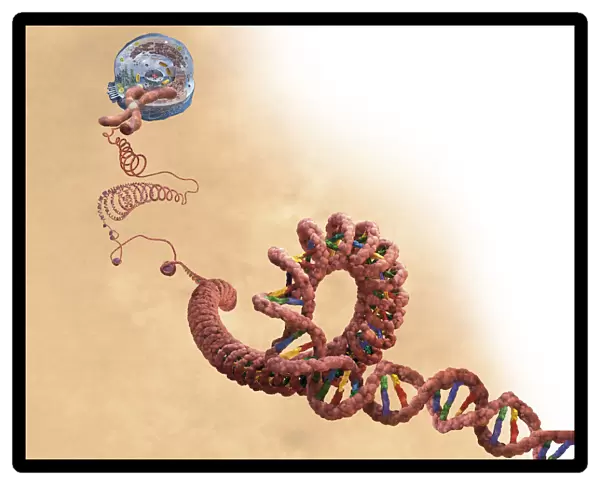 DNA including double helix, chromosome, cell