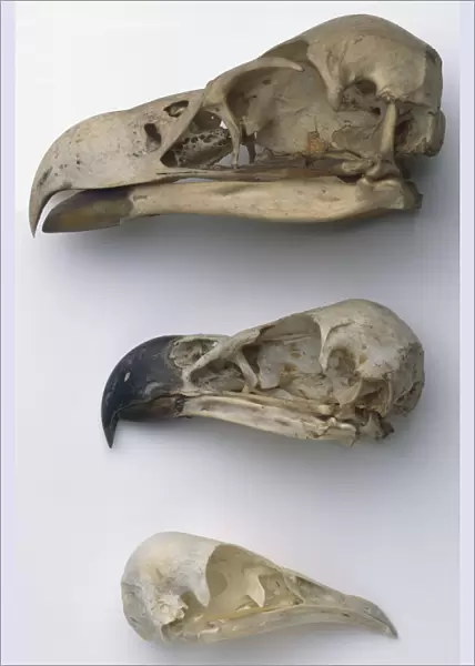 Skull of a Brown Snake Eagle (Circaetus cinereus)
