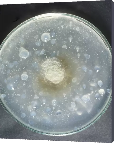 Yeast culture in petri dish, close-up