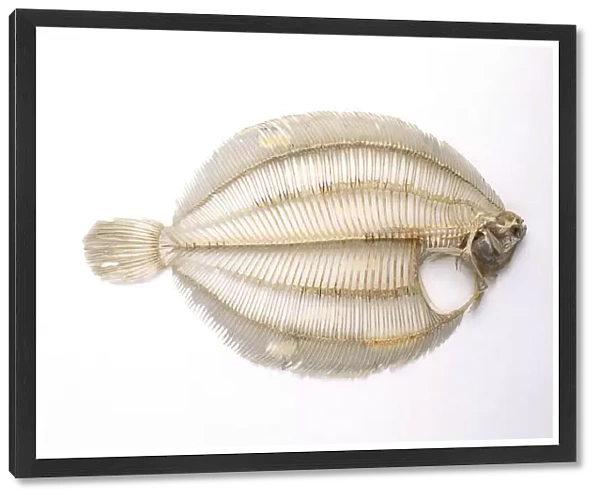 Skeleton of a lemon sole fish, side view