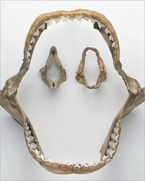 Tiger Shark jaw and teeth