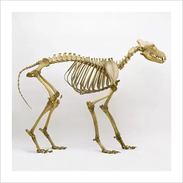 Grey wolf (Canis lupus), skeleton