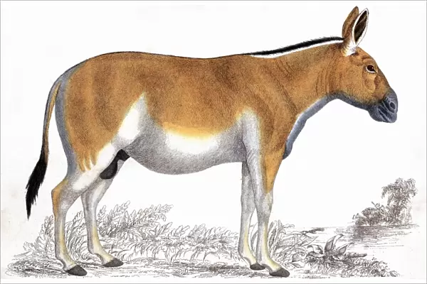 Quagga: Extinct South African mammal of horse family