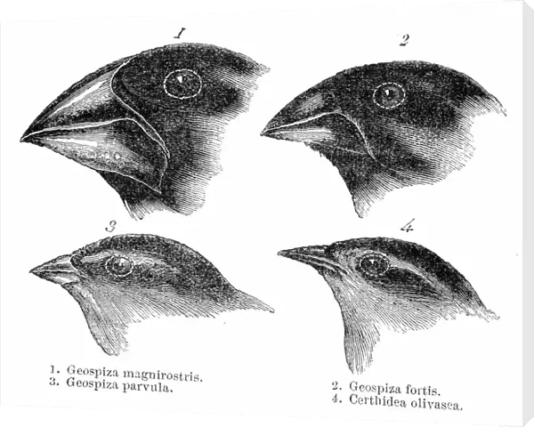 Four or the species of finch observed by Darwin