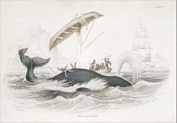 Harpooning a Greenland Whale