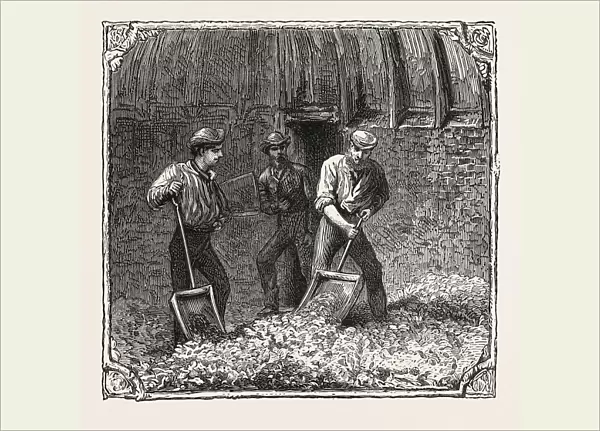 Hops and Hop Pickers, in a Kentish Hop Garden, Kent, England, Turning Hops in the Kiln