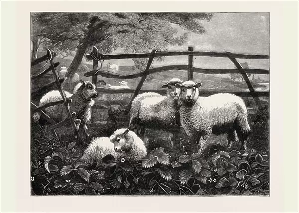 Sheep, Engraving 1879