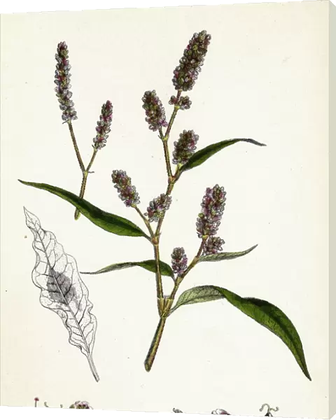 Polygonum lapathifolium, var. nodosum, Glandular Persicaria, var. B