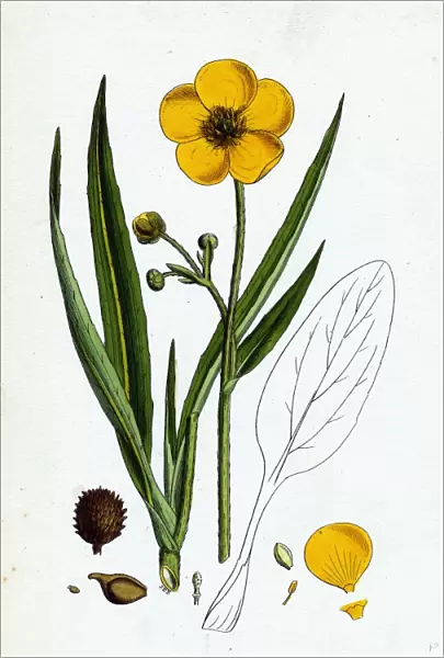 Ranunculus Lingua, Greater Spearwort