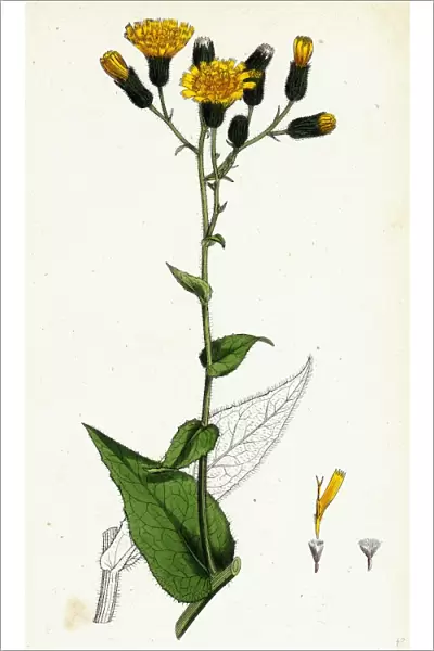 Hieracium prenanthoides, Rough-leaved Hawkweed
