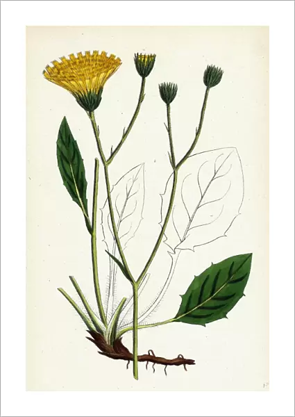 Hieracium Anglicum, var. genuinum, English Hawkweed, var. a