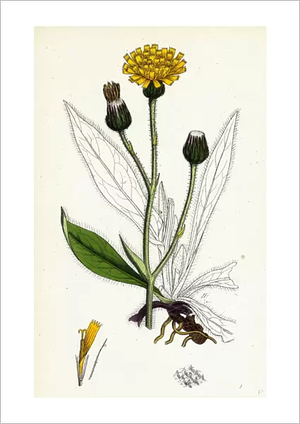 Hieracium Anglicum, var. decipiens, English Hawkweed, var. B