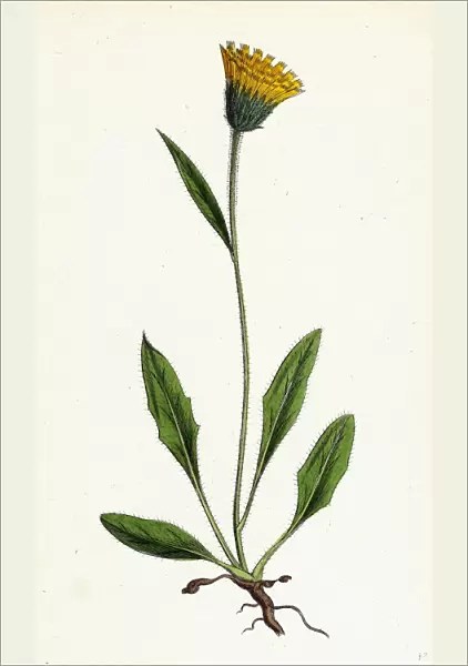 Hieracium gracilentum, Slender Hawkweed